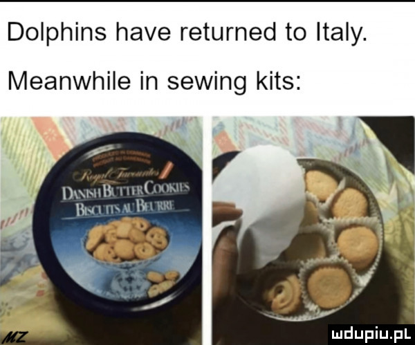 dolphins hace returned to italy. meanwhile in sewing kies ham i m