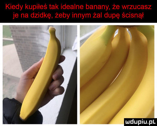 kiedy kupiłeś tak idealne banany że wrzucasz je na dziwkę żeby innym żal dupę ścisnął ludu iu. l