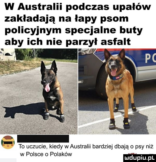 w australii podczas upałów zakładają na łapy psom policyjnym specjalne buty aby ich nie parzyl asfalt. to uczucie kiedy w australii bardziej dbają o psy niż w polsce   polaków m