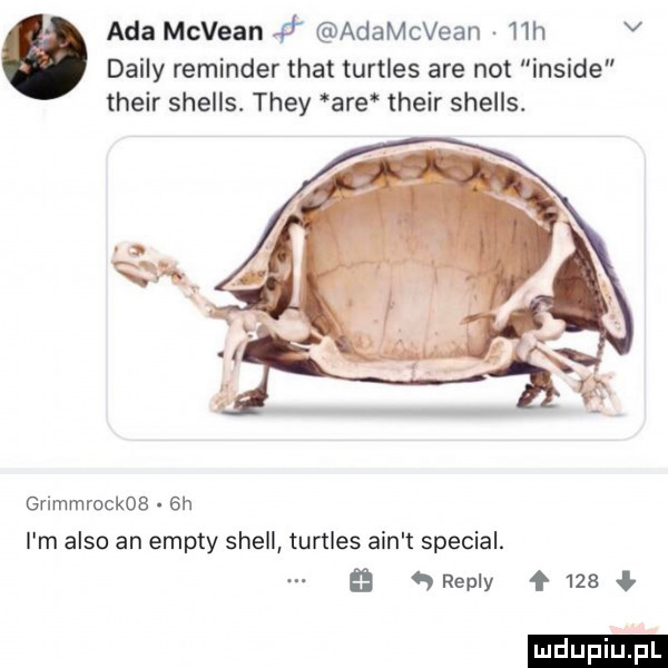 ada mcvean    adamcvean   h v dainy reminder trat turtles are not inside their shells. they are their shells. gnmmmckos.  h i m anso an empty shell turtles ain t special. repry