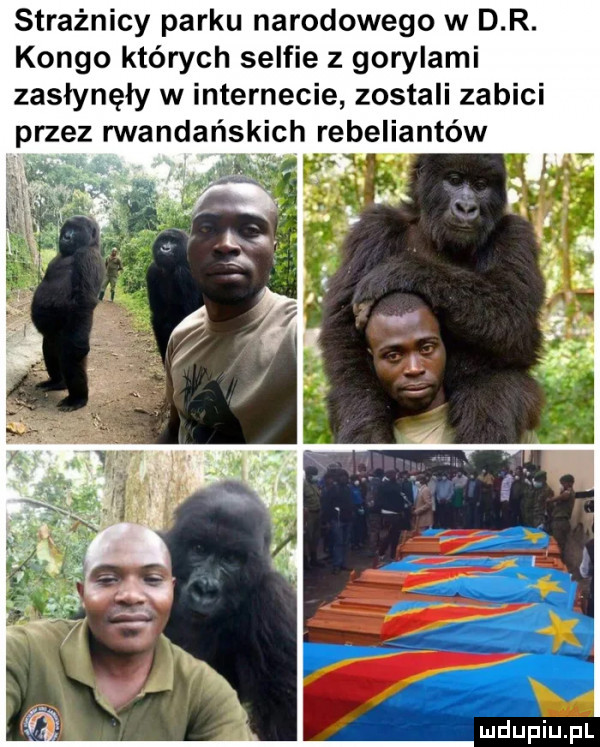strażnicy parku narodowego w d r. kongo których selfie z gorylami zasłynęły w internecie zostali zabici przez rwandańskich rebeliantów