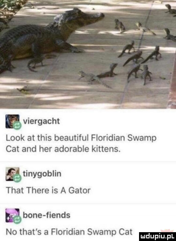 ę viergacht look at tais beautiful floridian swamp cat and her adorable kittens. ﬂtinygoblin trat thebe is a gabor bone fiends no trat s a floridian swamp cat
