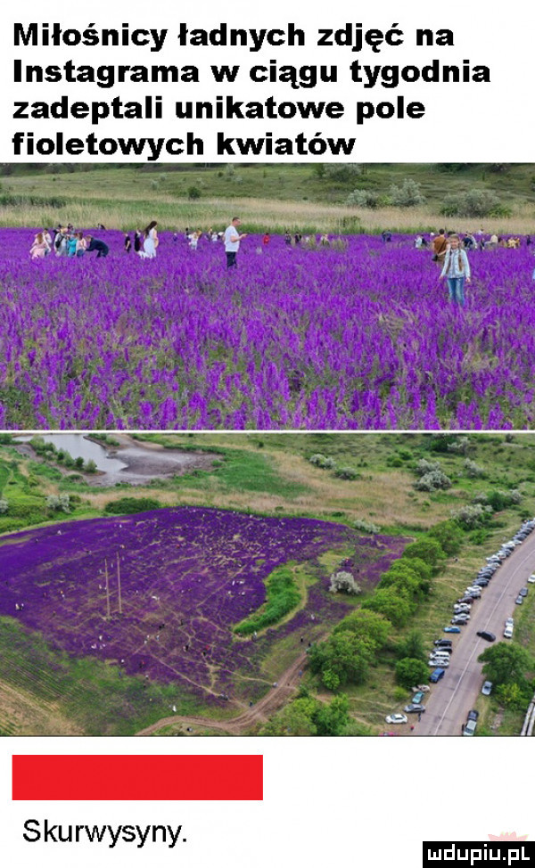 miłośnicy ładnych zdjęć na instagrama w ciągu tygodnia zadeptali unikatowe pole fioletowych kwiatów skurwysyny