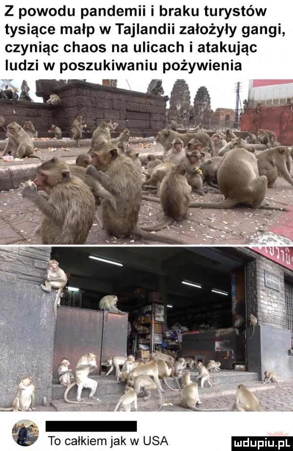 z powodu pandemii i braku turystów tysiące małp w tajlandii założyły gangi czyniąc chaos na ulicach i atakując ludzi w poszukiwaniu pożywienia to całkiem jak w usa
