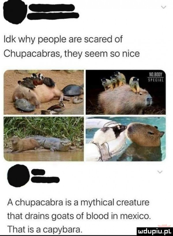 idk wdy people are scared of chupacabras they snem so nice a chupacabra is a mythical creature trat drains goats of blood in mexico. trat is a capybara
