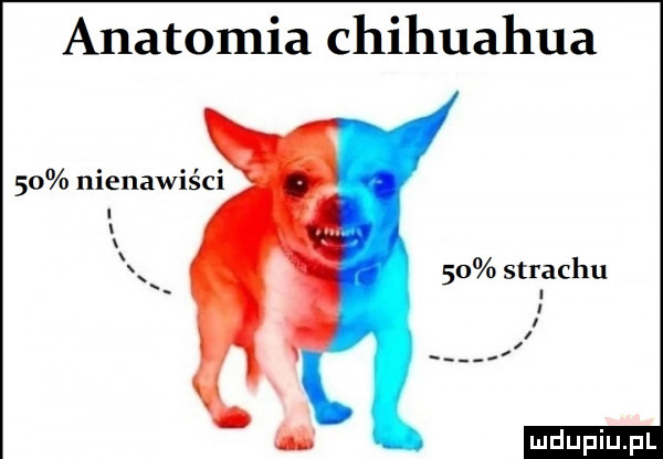 anatomia chihuahua    nienawiści    strachu