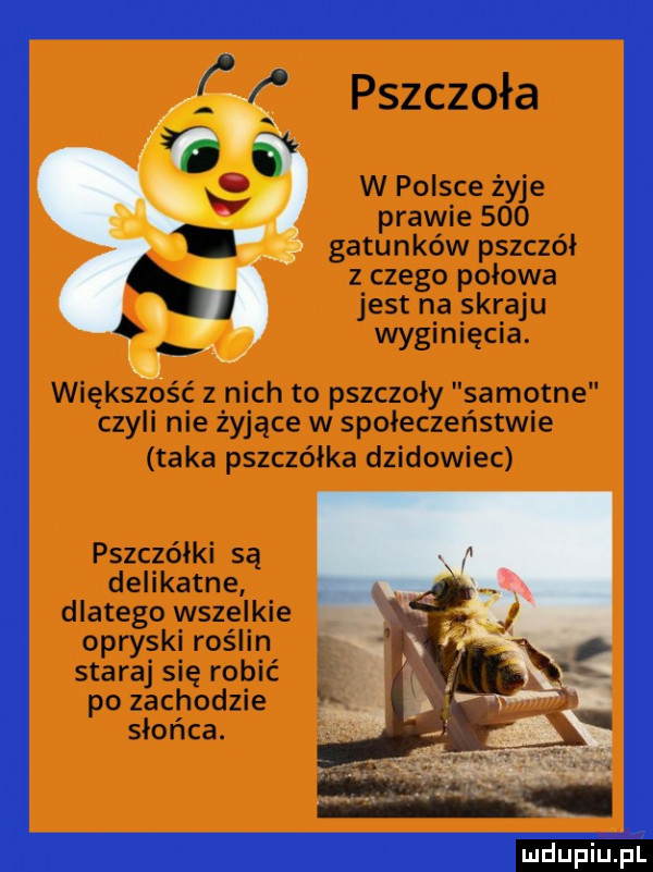 pszczoła w polsce żyje prawie     gatunków pszczół v z czego połowa jest na skraju ą wyginięcia. większość z nich to pszczoły samotne czyli nie żyjące w społeczeństwie taka pszczółka dzikowiec pszczółki są delikatne ii.  . dlatego wszelkie opryski roślin staraj się robić po zachodzie słońca