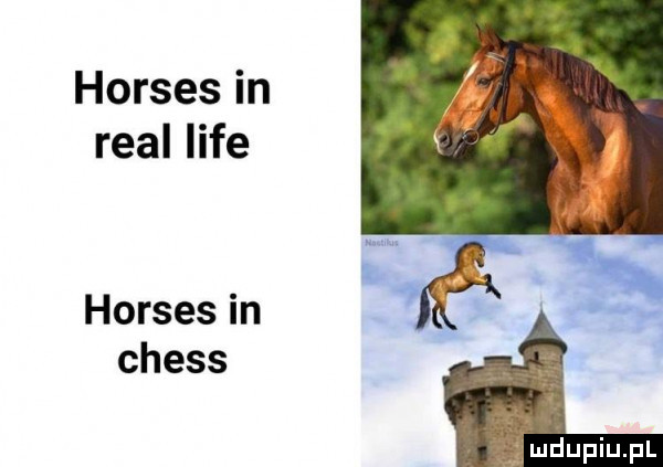 horses in real lice horses in i chess