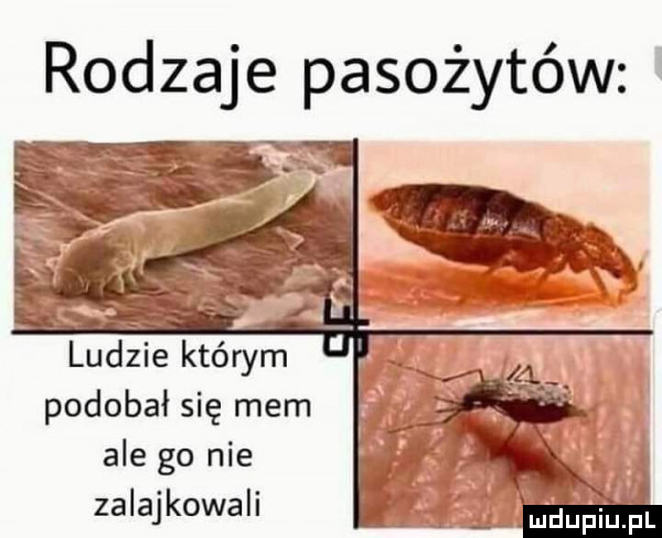 rodzaje pasożytów ludzie którym podobał się mem ale go nie zalajkowali l ludupiu. pl