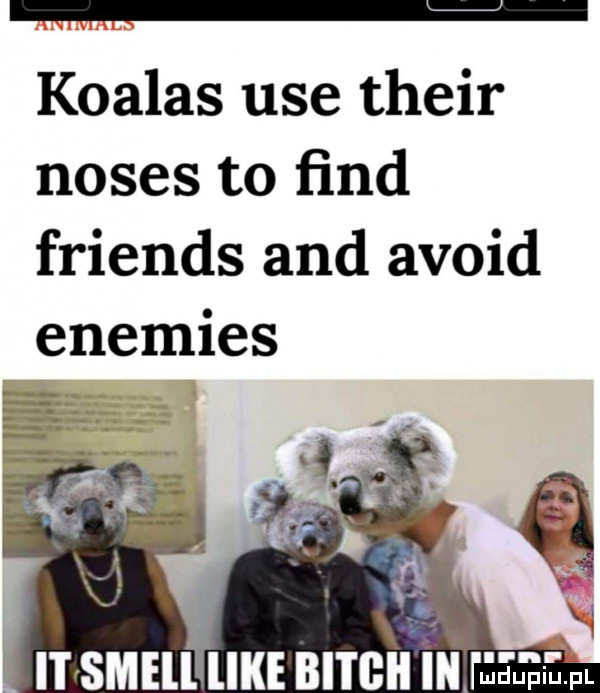 koalas ube their notes to ﬁnd friends and avoid enemies u iii ibl r