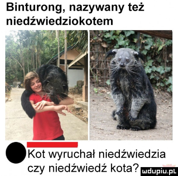 binturong nazywany też niedźwiedziokotem kot wyruchał niedźwiedzia czy niedźwiedź kota