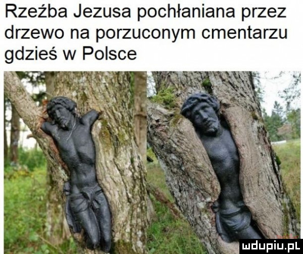 rzeźba jezusa pochłaniana przez drzewo na porzuconym cmentarzu gdzieś w polsce x w