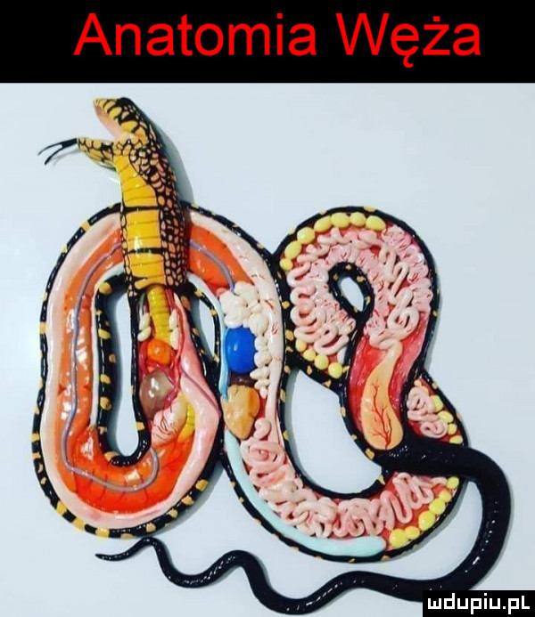 anatomia węża