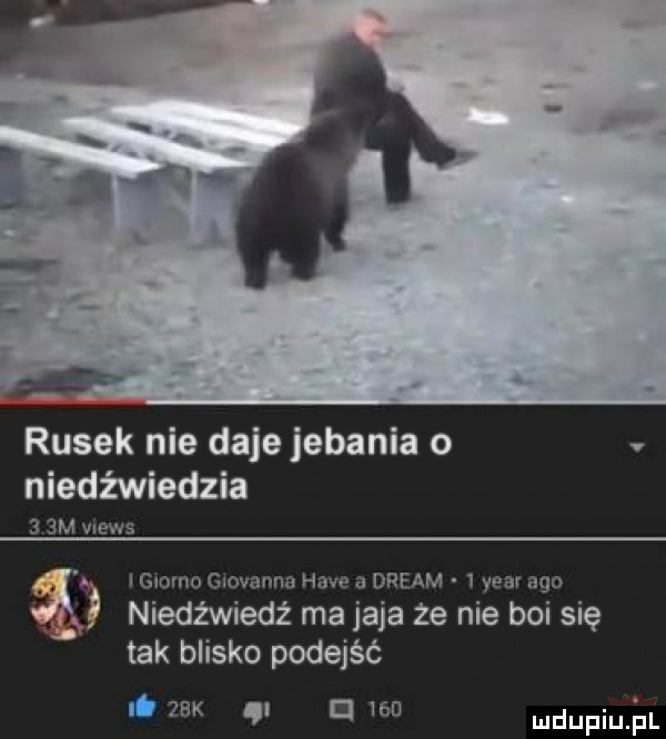 rusek nie daje jebania o niedźwiedzia    m views i gmina giovanna hace drgam   year ago a niedźwiedź ma jaja że nie boi się tak blisko podejść u i b ludupiujal