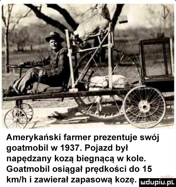 amerykański farmer prezentuje swój goatmobil w     . pojazd był napędzany kozą biegnącą w kole. goatmobil osiągał prędkości do    kmlh i zawierał zapasową kozę