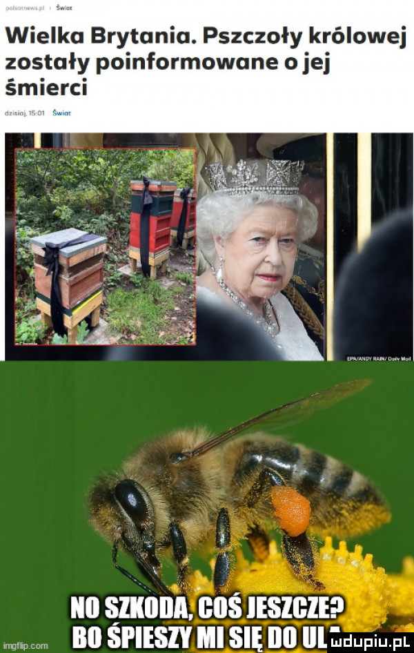 wielka brytania. pszczoły królowej zostały poinformowane o jej śmierci a. x   a. abakankami x a k a iii slllllllﬂ. gos ieszgie w bai spieszy mi się ibl edwin
