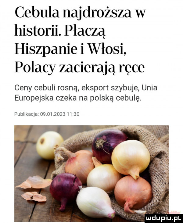 cebula najdroższa w historii. płaczą hiszpanie i włosi polacy zacierają ręce ceny cebuli rosną eksport szybuje unia europejska czeka na polską cebulę publikacja
