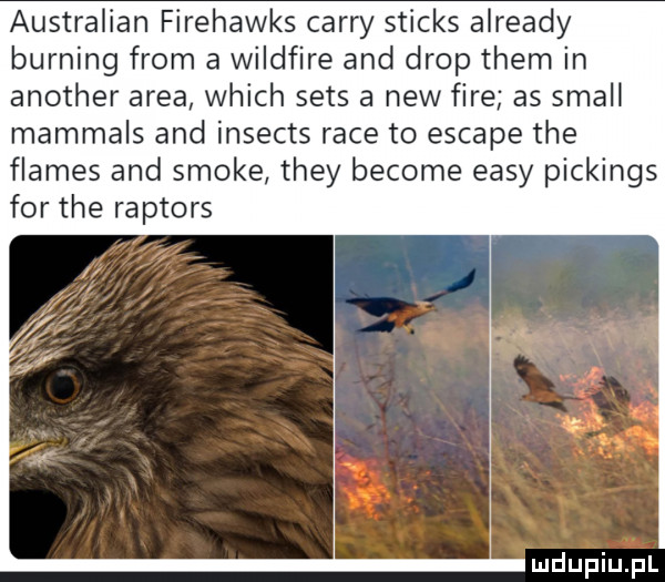australian firehawks curry sticks already burning from a wildfire and drop them in another arba which seks a naw fice as stall mammals and insects race to escape tee flames and smole they become eksy pickings for tee raptors