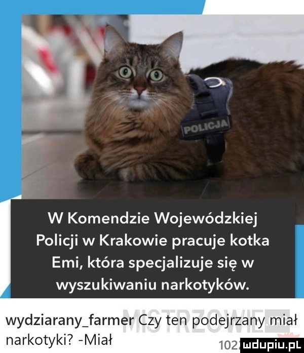 w komendzie wojewódzkiej policji w krakowie pracuje kotka ebi kiera specjalizuje się w wyszukiwaniu narkotyków. wydziarany farmer czy ten podejrzany miał narkotyki miał