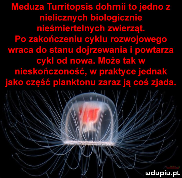 meduza turritopsis dohrnii to jedno z nielicznych biologicznie nieśmiertelnych zwierząt. po zakończeniu cyklu rozwojowego wraca do stanu dojrzewania i powtarza cykl od nowa. może tak w nieskończoność w praktyce jednak jako część planktonu zarazją coś zjada