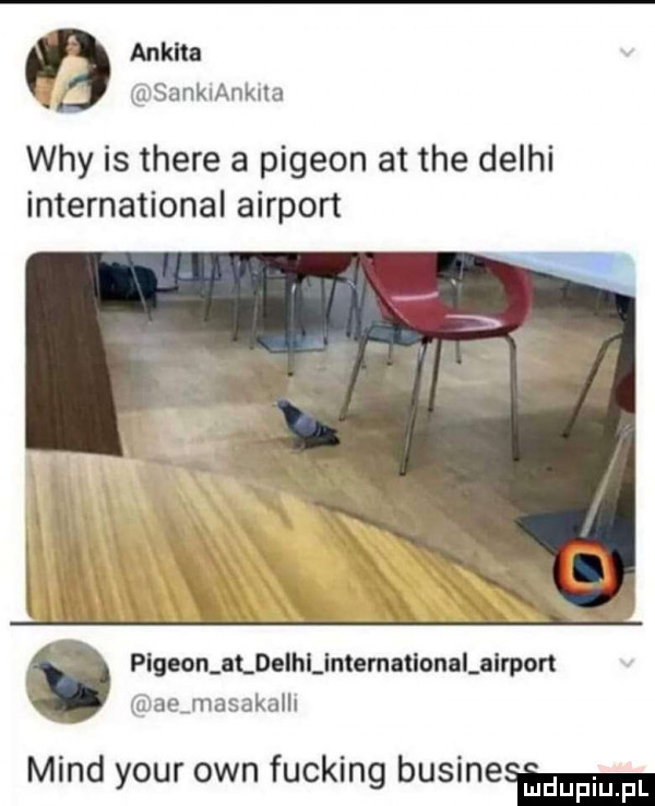 ankra v sankiankna wdy is thebe a pigeon at tee delhi international airport pigeon aldethintemallonnlairpon dce masakalli mend your ozn fucking businesm