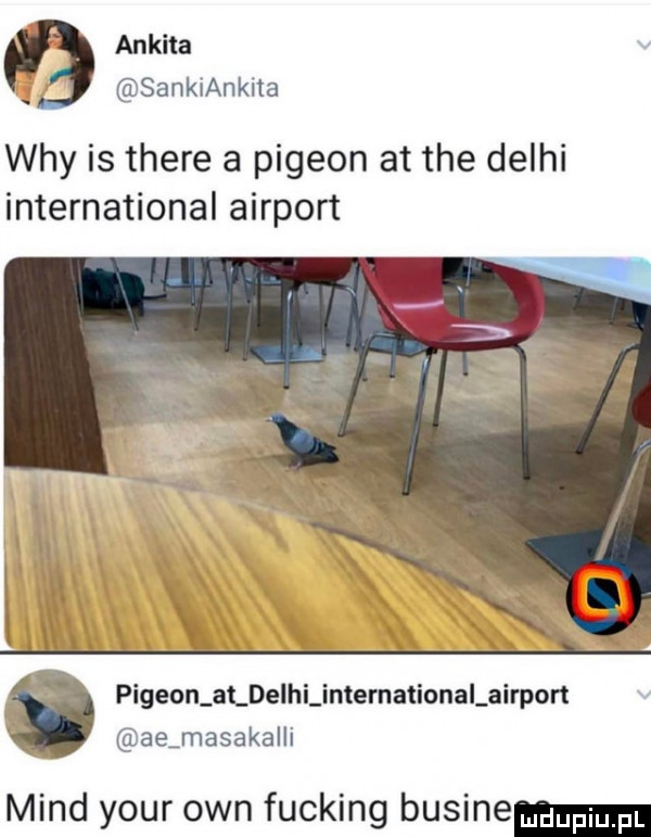 ankita sankiankita wdy is thebe a pigeon at tee delhi international airport pigeon at delhi internationalairport ae mosaka i mend your ozn fucking basine