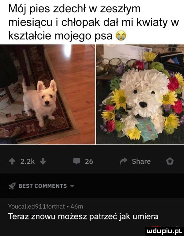 mój pies zdechł w zeszłym miesiącu i chłopak dał mi kwiaty w kształcie mojego psa     best comments i i teraz znowu możesz patrzeć jak umiera