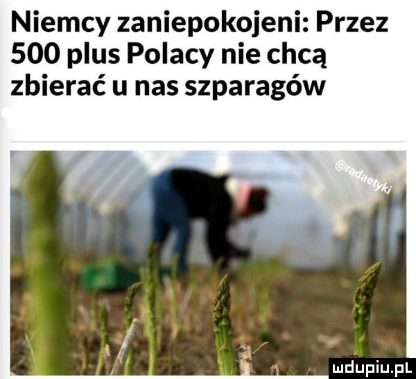 niemcy zaniepokojeni przez     plus polacy nie chcą zbierać u nas szparagów mdiniu pl