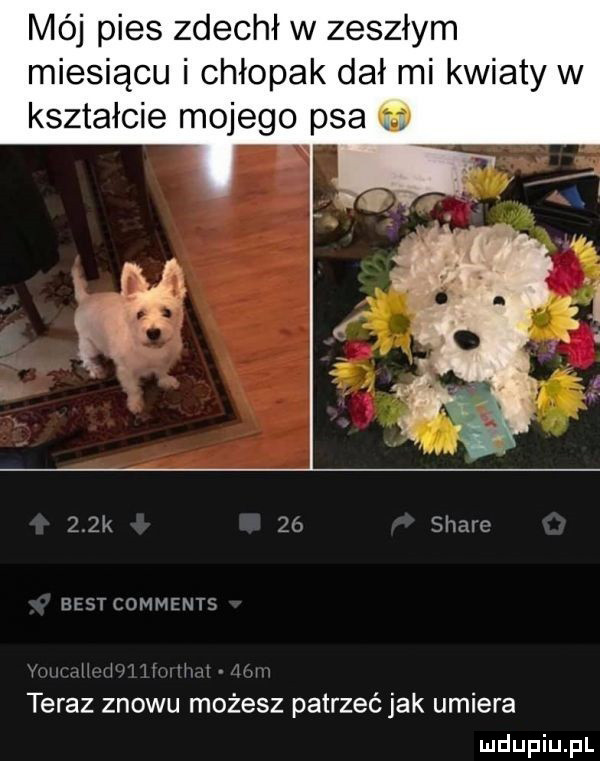 mój pies zdechł w zeszłym miesiącu i chłopak dał mi kwiaty w kształcie mojego psa w best comments teraz znowu możesz patrzeć jak umiera