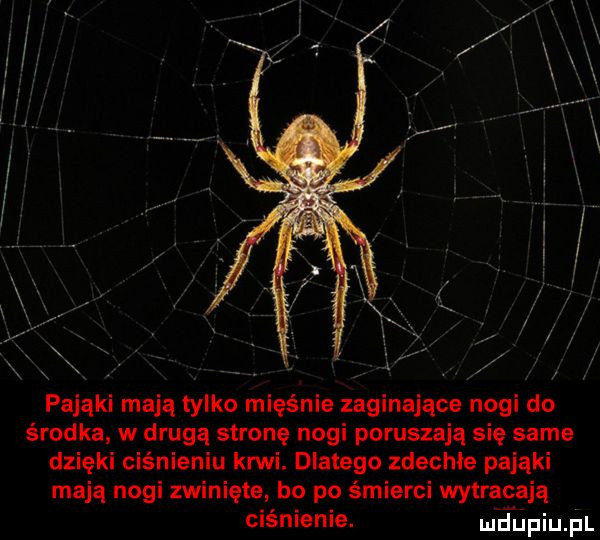 x pająki mają tylko mięśnie zaginające nogi do środka w drugą stronę nogi poruszają się same dzięki ciśnieniu krwi. dlatego zdechłe pająki mają nogi zwinięte bo po śmierci wytracają ciśnienie. mciupiu. pl