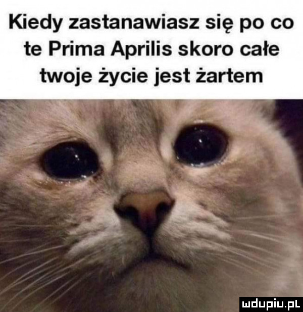 kiedy zastanawiasz się po co te prima aprilis skoro całe twoje życie jest żartem