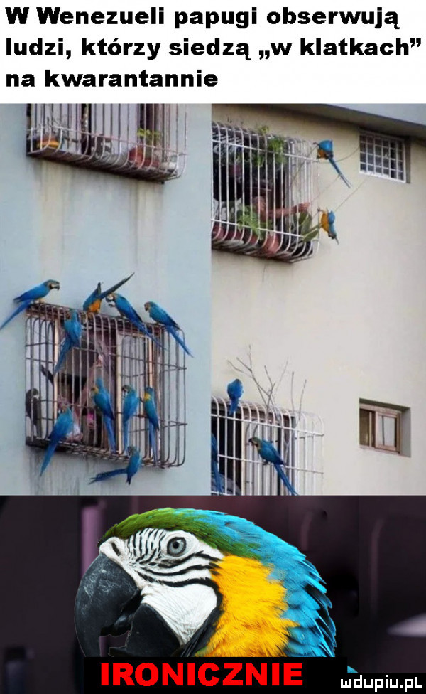 w wenezueli papugi obserwują ludzi którzy siedzą w klatkach na kwarantannie