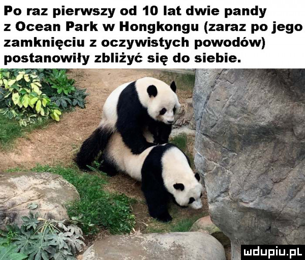 po raz pierwszy od    lat dwie pandy z ocean park w hongkongu zaraz po jego zamknięciu z oczywistych powodów postanowiły zbliżyć się do siebie.  . ludupiupl
