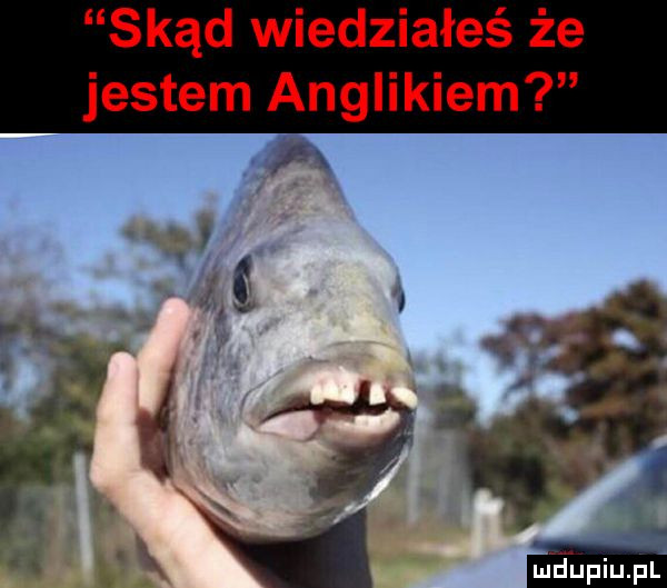 skąd wiedziałeś że jestem anglikiem