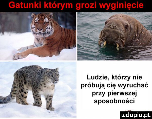 gatunki którym grozi wyginięcie ludzie którzy nie próbują cię wyruchać przy pierwszej sposobności