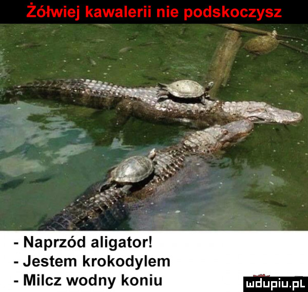 żółwie kawalerii nie podskoczysz naprzód aligator jestem krokodylem mi cz wodny koniu mdﬁpiupl