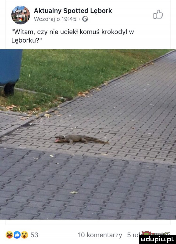 aktualny spotted lębork wczoraj o       o witam czy nie uciekł komuś krokodyl w lęborku    komentarzy   u