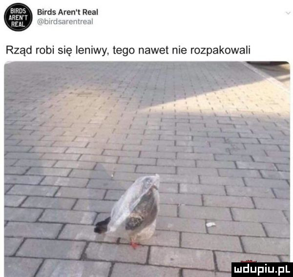 birds aren t real birdsarentreal rząd robi się leniwy tego nawet nie rozpakowali