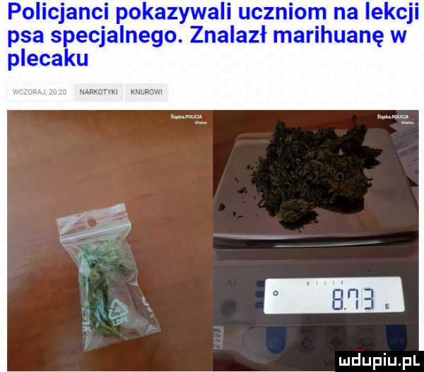 policjanci pokazywali uczniom na lekcji psa specjalnego. znalazł marihuanę w plecaku