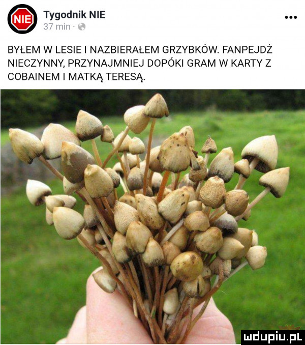 tygodnik nie byłem w lesiki nazbieralem grzybków fanpejdż nieczynnv przynajmniej dopóki gram w karty z cobainem i matką teresą