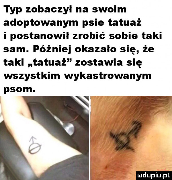 typ zobaczyl na swoim adoptowanym psie tatuaż i postanowił zrobić sobie taki sam. później okazało się że taki tatuaż zostawia się wszystkim wykastrowanym psom. ludu iu. l