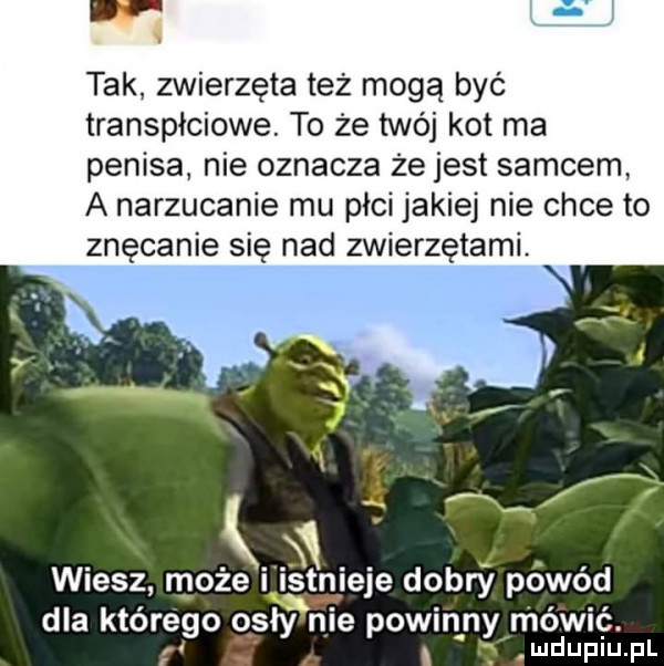 tak zwierzęta też mogą być transpłciowe to że twój kot ma penisa nie oznacza że jest samcem a narzucanie mu płci jakiej nie chce to znęcanie się nad zwierzętami k x wiesz może i is tnieje dobry powód x dla którego osły nie powinny mówić. i ludupiu. pl