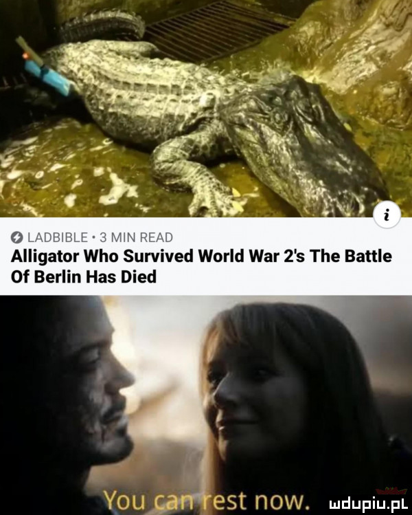 oi ilii alligator who survived wored war   s tee bajtle of berlin has dred