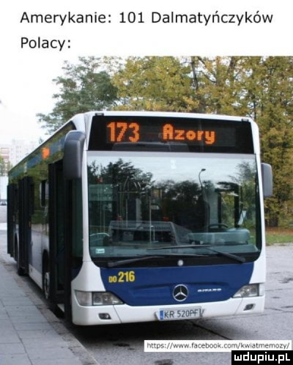 amerykanie     dalmatyńczyków polacy