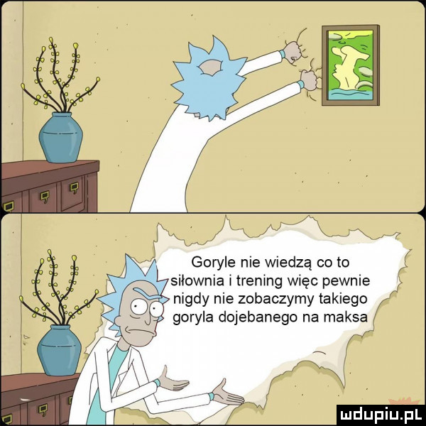 xl x. x xf goryle nie wiedzą co to   siłownia i trening więc pewnie nigdy nie zobaczymy takiego goryla dojebanego na maksa