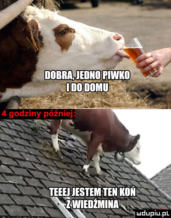 zawieiiżmiiii xx jia w ludupiu. pl