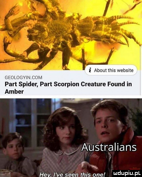 abort tais website geologyin com part spider part skorpion creature found in amber australians f hcv. i ve scen tais one i jf i j f