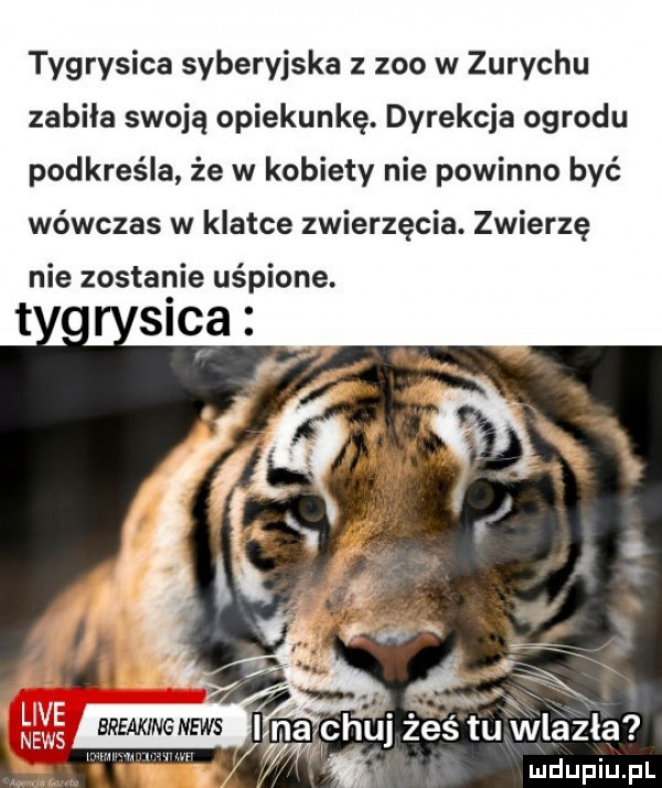 tygrysica syberyjska zoo w zurychu zabiła swoją opiekunkę. dyrekcja ogrodu podkreśla że w kobiety nie powinno być wówczas w klatce zwierzęcia. zwierzę nie zostanie uśpione. t sica breamngnews paw zes tu wlazła