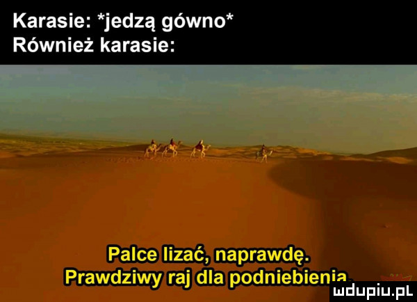 karasie jedzą gówno również karasie gamm amadłapodmeblenmupiu pl