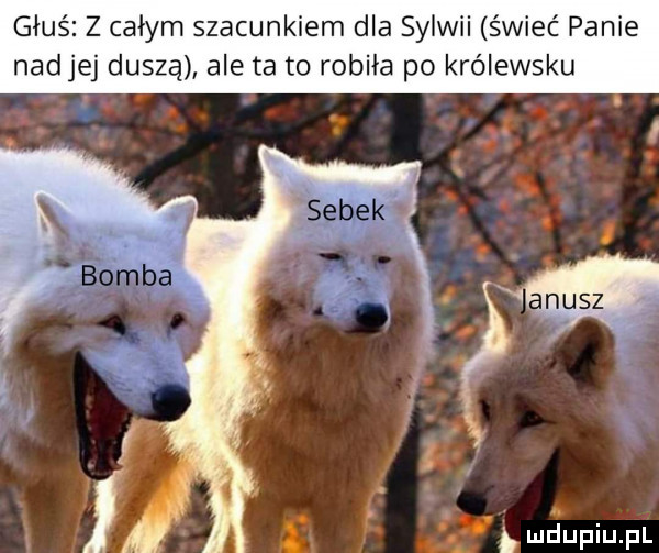 głoś z całym szacunkiem dla sylwii świeć panie nad jej duszą ale ta to robiła po królewsku